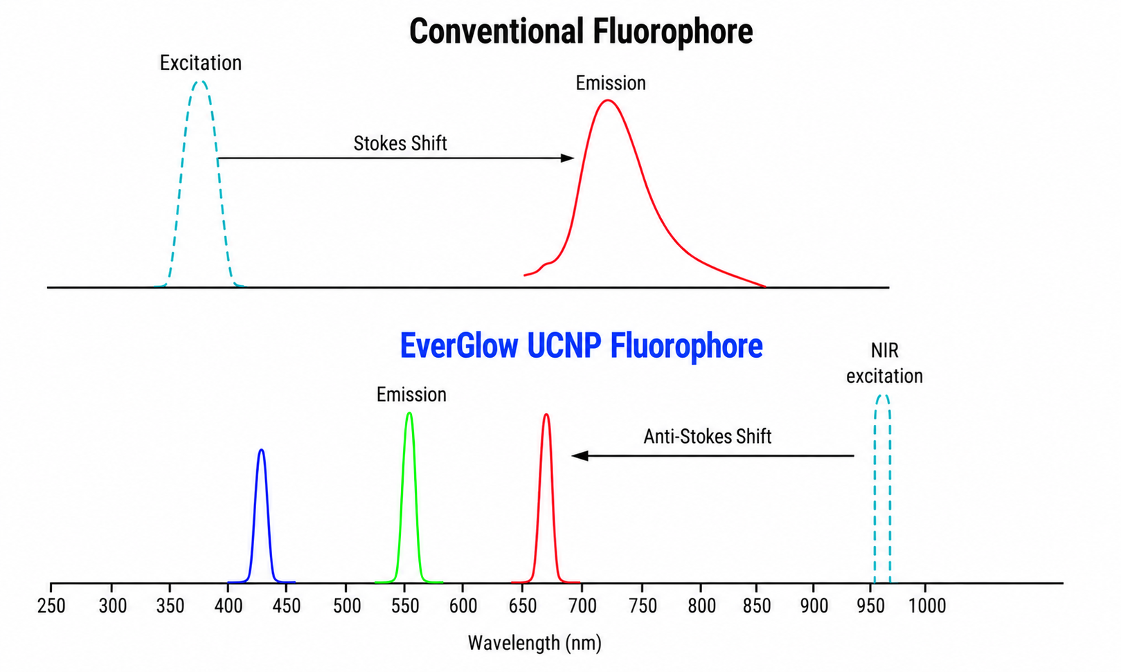 Spectral comparison: conventional Stokes-shift fluorophore versus EverGlow™ UCNP anti-Stokes emission across the visible spectrum under 980 nm NIR excitation