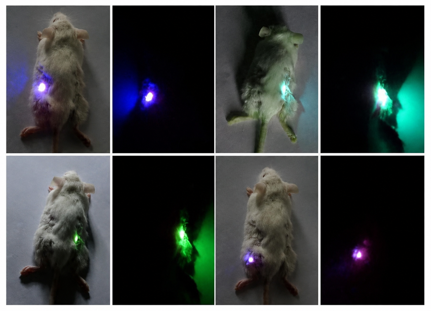 Live-cell bioimaging